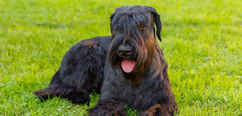 perros hipoalergénicos schnauzer gigante