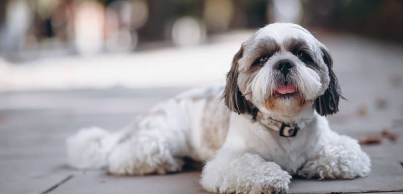 perros hipoalergénicos shih tzu