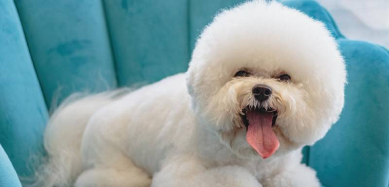 perros hipoalergénicos bichon frise