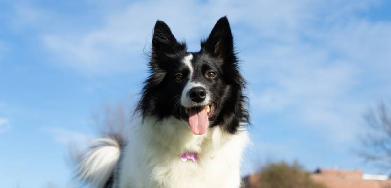 perros mas inteligentes border collie