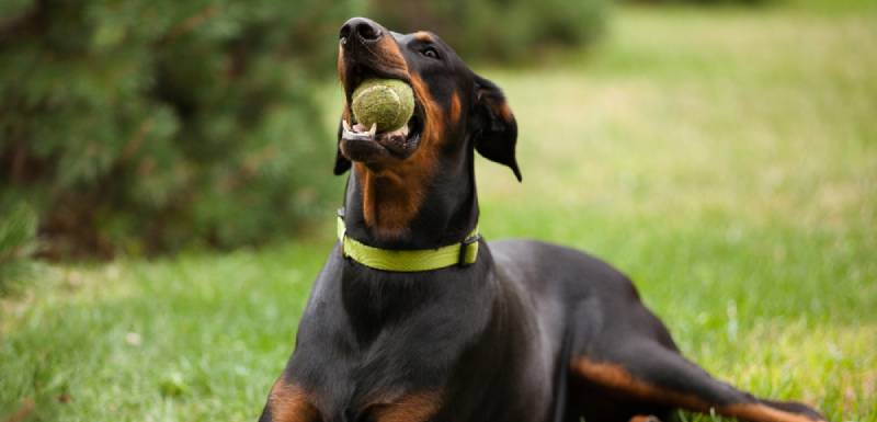 perros mas inteligentes doberman