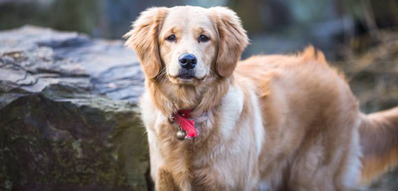 perros mas inteligentes golden retriever