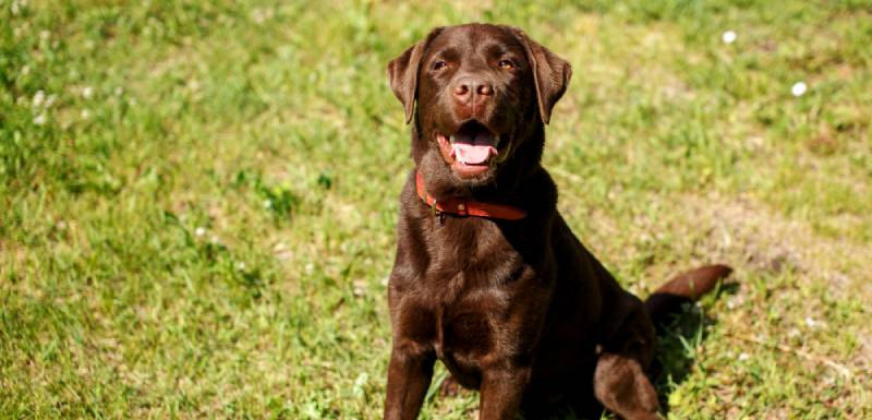 perros mas inteligentes labrador retriever