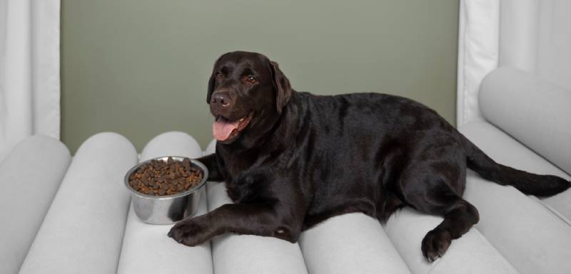 comida para perros con problemas digestivos