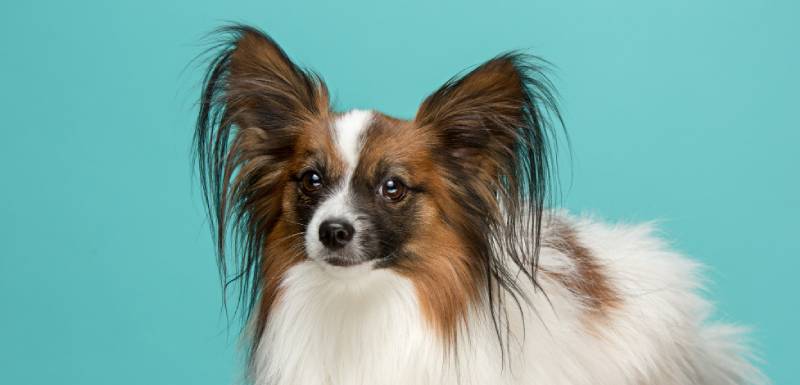 perros mas inteligentes papillon