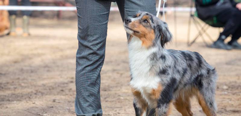 perros mas inteligentes pastor ovejero australiano