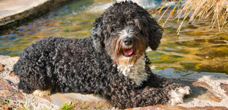 perros hipoalergénicos perro de agua español