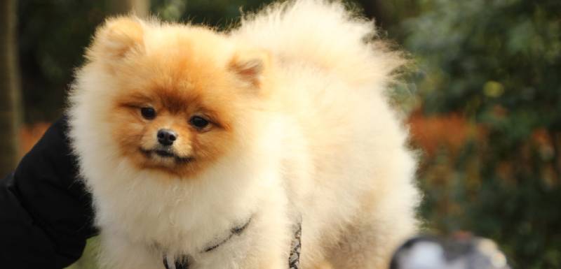 perros hipoalergénicos pomerania