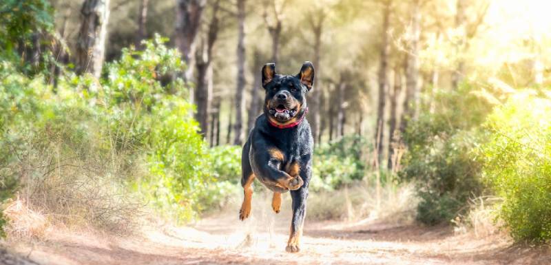 perros mas inteligentes rottweiler