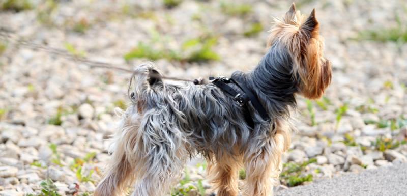 perros hipoalergénicos yorkie