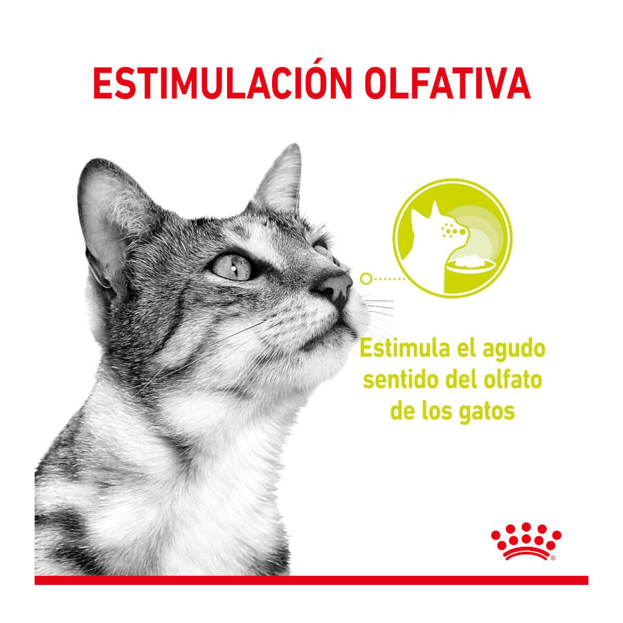 Royal Canin Adult Sensory Smell salsa sobre para gatos, , large image number null