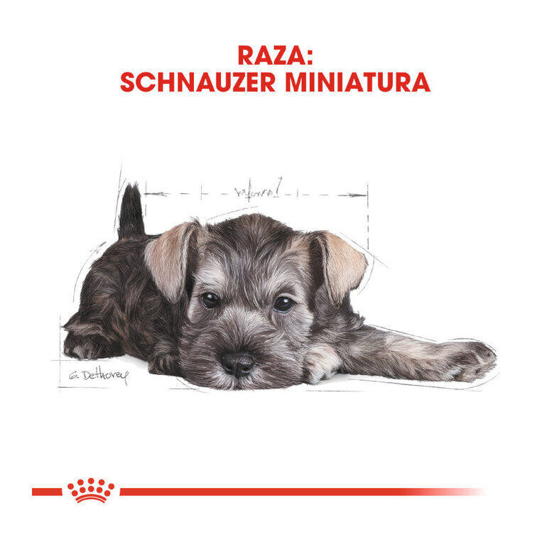 Royal Canin Puppy Miniature Schnauzer pienso para perros, , large image number null