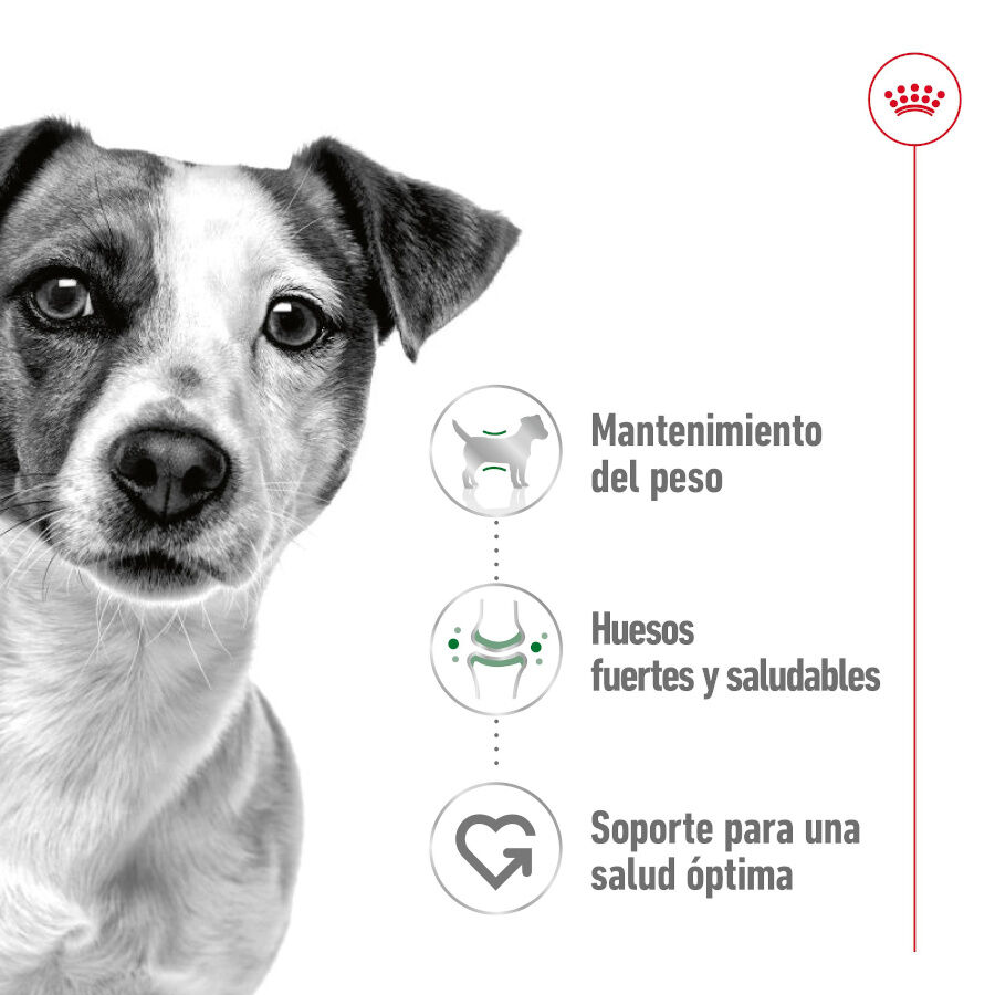 Royal Canin Mini Adult Paté lata para perros, , large image number null