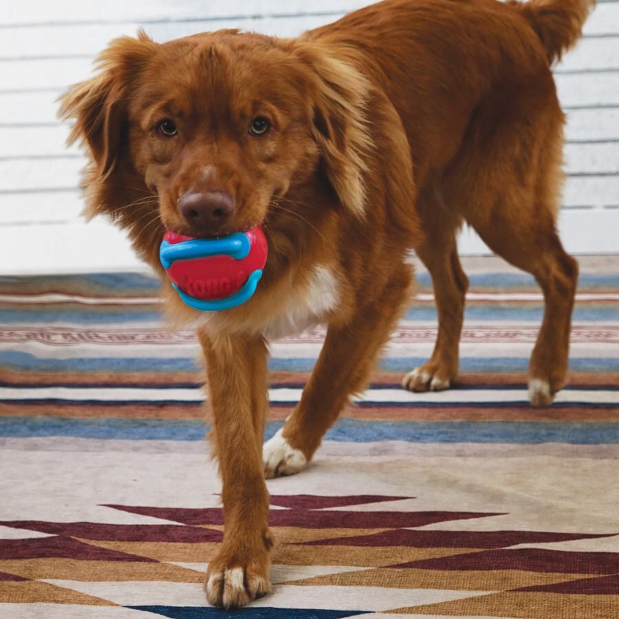 Kong Jaxx Brights Pelota con Cuerda para perros, , large image number null