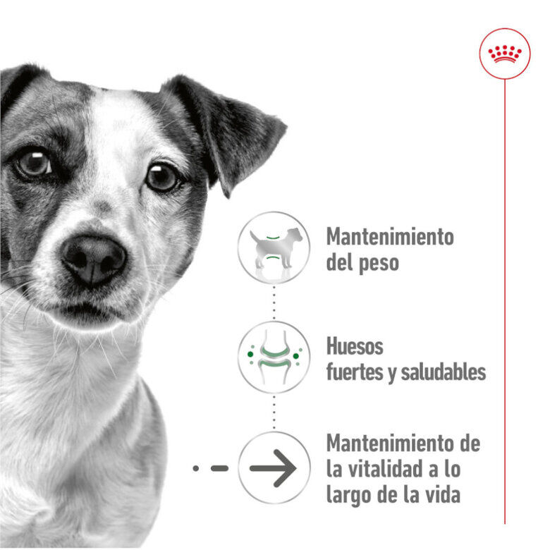 Royal Canin Mini 8+ Ageing lata para perros, , large image number null