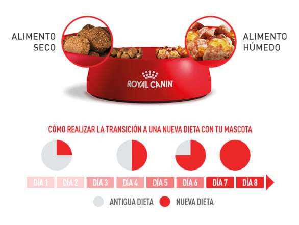 COMBINA ALIMENTO SECO Y HÚMEDO PARA UNA ALIMENTACIÓN ÓPTIMA